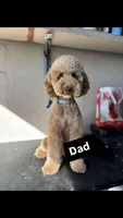 Toots, a female Goldendoodle for sale in Newman, CA – 5 of 6