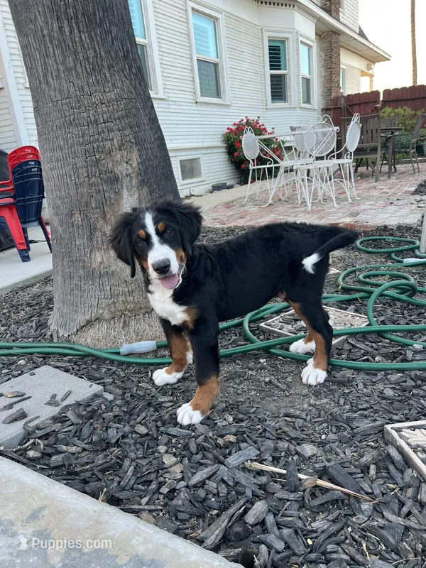 Rio – Bernese Mountain Dog puppy for sale in Newman, CA