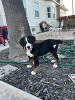 Rio, a male Bernese Mountain Dog for sale in Newman, CA – 1 of 10