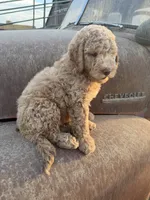 Teddy, a male Goldendoodle for sale in Newman, CA – 2 of 6