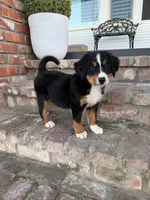 Millie, a female Bernese Mountain Dog for sale in Newman, CA – 1 of 4