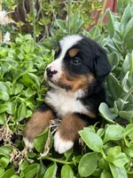 Lexi, a female Bernese Mountain Dog for sale in Newman, CA – Photo 3 of 6