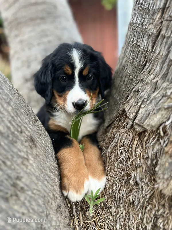 Lexi – Bernese Mountain Dog puppy for sale in Newman, CA