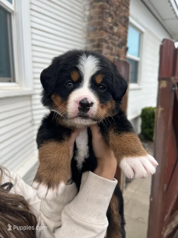 Lexi – Bernese Mountain Dog puppy for sale in Newman, CA
