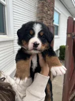 Lexi, a female Bernese Mountain Dog for sale in Newman, CA – Photo 1 of 6