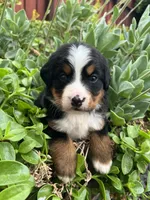 Lexi, a female Bernese Mountain Dog for sale in Newman, CA – Photo 2 of 6