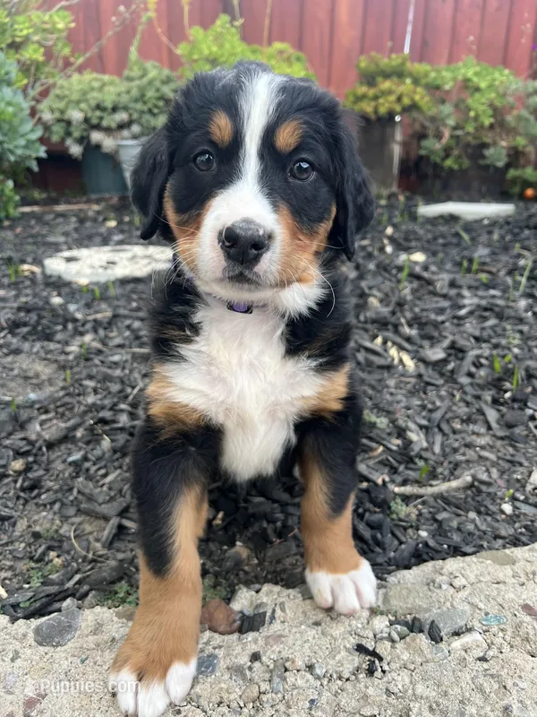 Lexi – Bernese Mountain Dog puppy for sale in Newman, CA