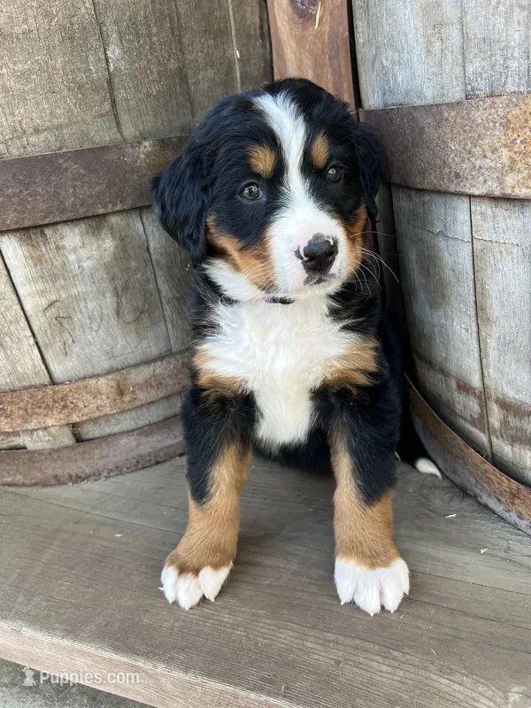 Lexi – Bernese Mountain Dog puppy for sale in Newman, CA