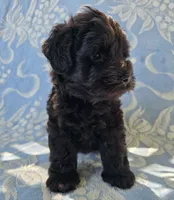 Jake, a male Miniature Schnauzer for sale in Cissna Park, IL – 2 of 9