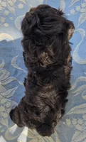 Jake, a male Miniature Schnauzer for sale in Cissna Park, IL – 7 of 9
