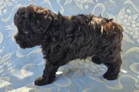 Jake, a male Miniature Schnauzer for sale in Cissna Park, IL – 4 of 9
