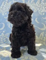 Jake, a male Miniature Schnauzer for sale in Cissna Park, IL – 8 of 9