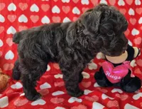 BJ, a male Miniature Schnauzer for sale in Cissna Park, IL – Photo 5 of 6