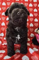 BJ, a male Miniature Schnauzer for sale in Cissna Park, IL – Photo 3 of 6