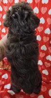 BJ, a male Miniature Schnauzer for sale in Cissna Park, IL – Photo 6 of 6
