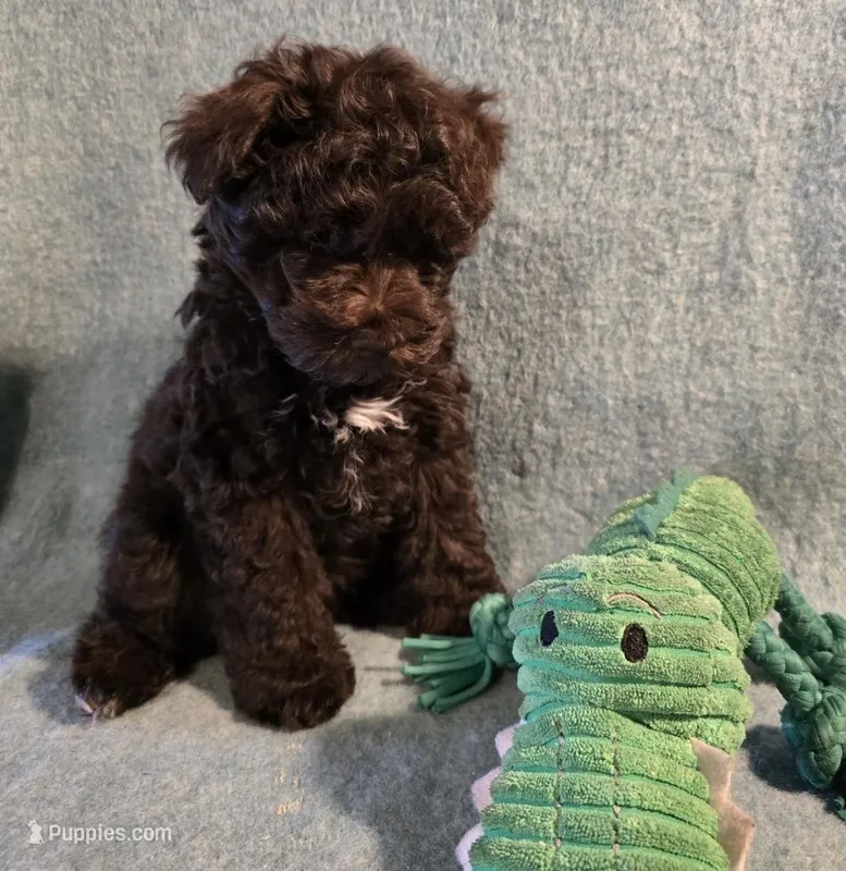 BJ – Miniature Schnauzer puppy for sale in Cissna Park, IL