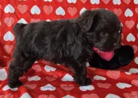 Douglas , a male Miniature Schnauzer for sale in Cissna Park, IL – Photo 4 of 5