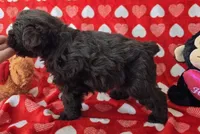 Douglas , a male Miniature Schnauzer for sale in Cissna Park, IL – Photo 3 of 5