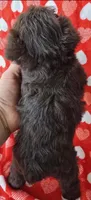 Douglas , a male Miniature Schnauzer for sale in Cissna Park, IL – Photo 5 of 5