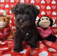Douglas , a male Miniature Schnauzer for sale in Cissna Park, IL – Photo 1 of 5