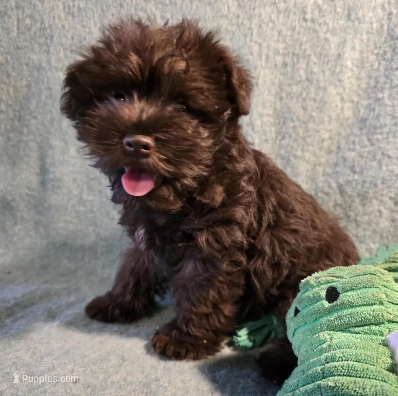 Douglas  – Miniature Schnauzer puppy for sale in Cissna Park, IL