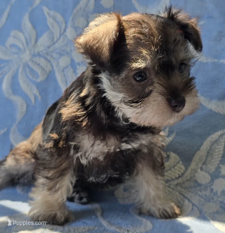Janie – Miniature Schnauzer puppy for sale in Cissna Park, IL