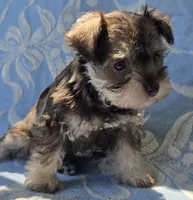 Janie, a female Miniature Schnauzer for sale in Cissna Park, IL – 1 of 5