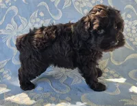 Jake, a male Miniature Schnauzer for sale in Cissna Park, IL – 5 of 9