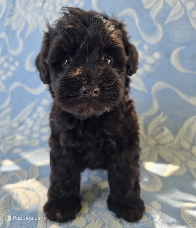 Jake – Miniature Schnauzer puppy for sale in Cissna Park, IL