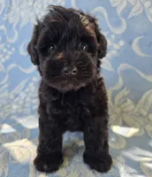 Jake, a male Miniature Schnauzer for sale in Cissna Park, IL – 1 of 9