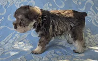 Janie, a female Miniature Schnauzer for sale in Cissna Park, IL – 3 of 5