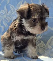 Janie, a female Miniature Schnauzer for sale in Cissna Park, IL – 4 of 5