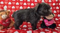 Jill, a female Miniature Schnauzer for sale in Cissna Park, IL – Photo 5 of 6