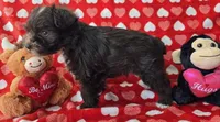 Jill, a female Miniature Schnauzer for sale in Cissna Park, IL – Photo 3 of 6