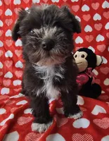 Jill, a female Miniature Schnauzer for sale in Cissna Park, IL – Photo 2 of 6