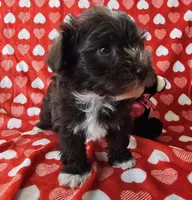 Jill, a female Miniature Schnauzer for sale in Cissna Park, IL – Photo 4 of 6