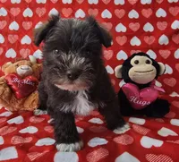 Jill, a female Miniature Schnauzer for sale in Cissna Park, IL – Photo 1 of 6