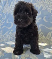 Jake, a male Miniature Schnauzer for sale in Cissna Park, IL – 3 of 9