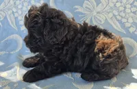 Jake, a male Miniature Schnauzer for sale in Cissna Park, IL – 6 of 9