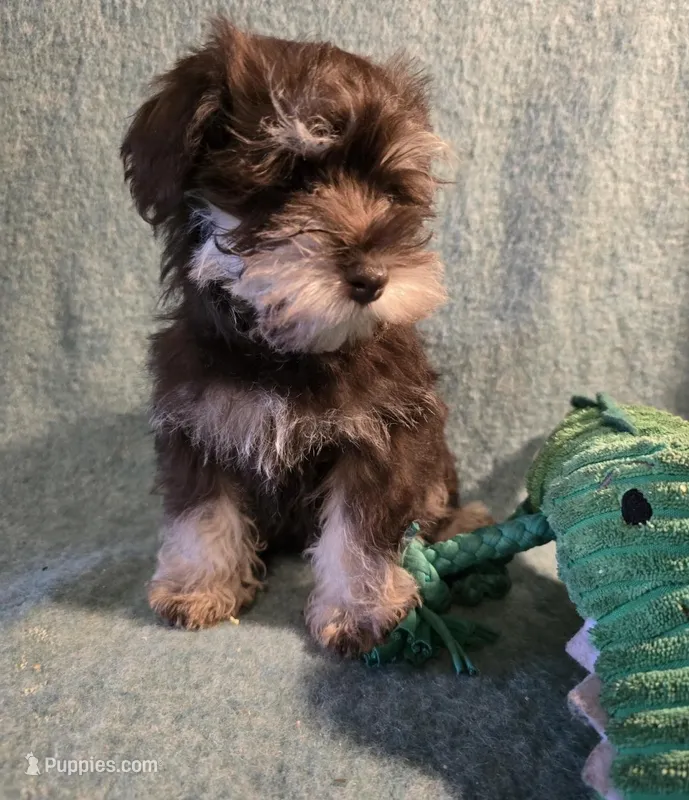 Jeffrey  – Miniature Schnauzer puppy for sale in Cissna Park, IL