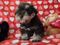 Jeffrey , a male Miniature Schnauzer for sale in Cissna Park, IL – Photo 1 of 6