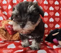Jeffrey , a male Miniature Schnauzer for sale in Cissna Park, IL – Photo 3 of 6