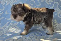 Janie, a female Miniature Schnauzer for sale in Cissna Park, IL – 2 of 5