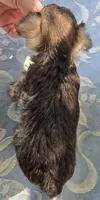 Janie, a female Miniature Schnauzer for sale in Cissna Park, IL – 5 of 5