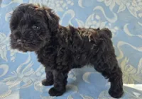 Jake, a male Miniature Schnauzer for sale in Cissna Park, IL – 9 of 9