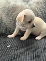 Vanilla , a female Chihuahua for sale in Woodstock, GA – Photo 2 of 2