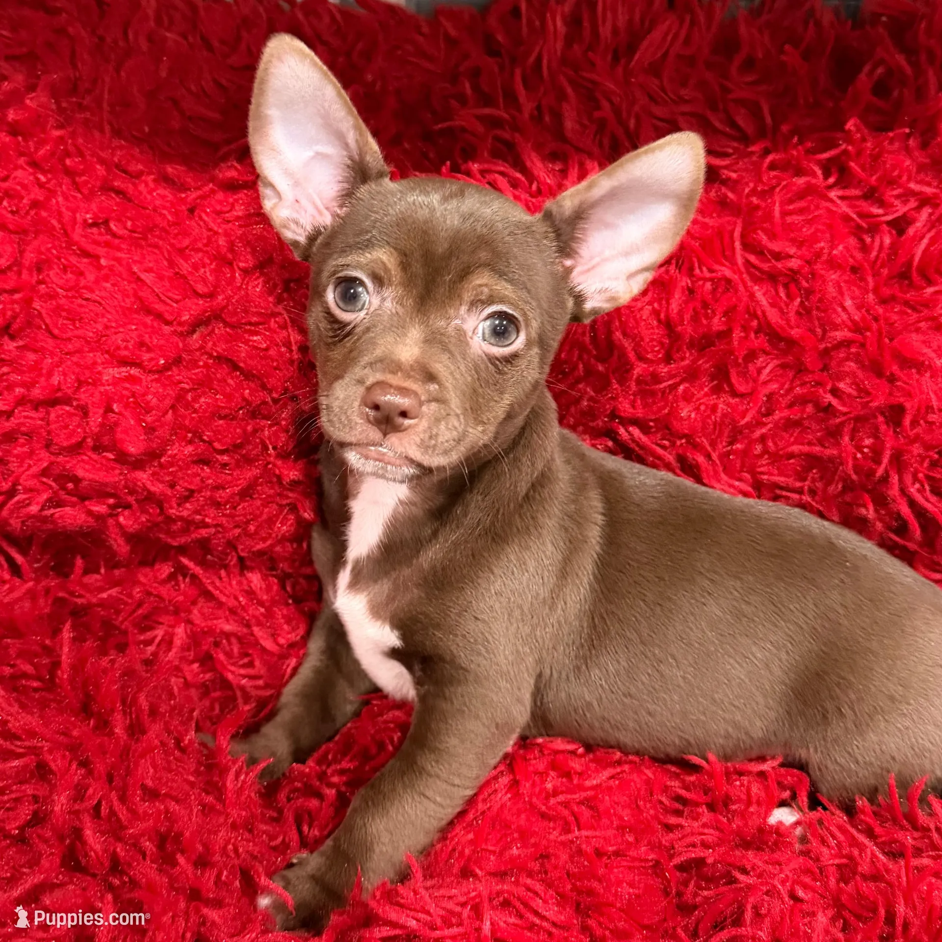 Chocolate kiss – Chihuahua puppy for sale in Woodstock, GA
