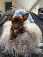 Chocolate kiss, a male Chihuahua for sale in Woodstock, GA – Photo 1 of 2