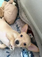 Apricot, a male Chihuahua for sale in Woodstock, GA – Photo 1 of 2