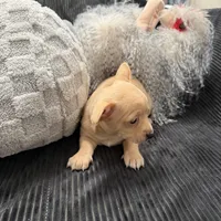 Apricot, a male Chihuahua for sale in Woodstock, GA – Photo 2 of 2